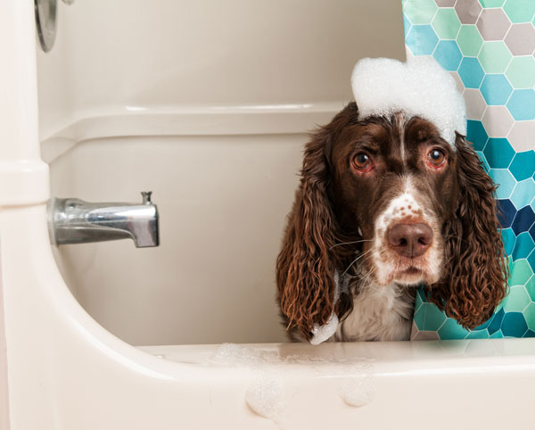 Unclog Drains and Rooting