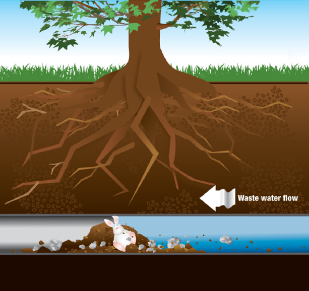 Clogged Sewer Line