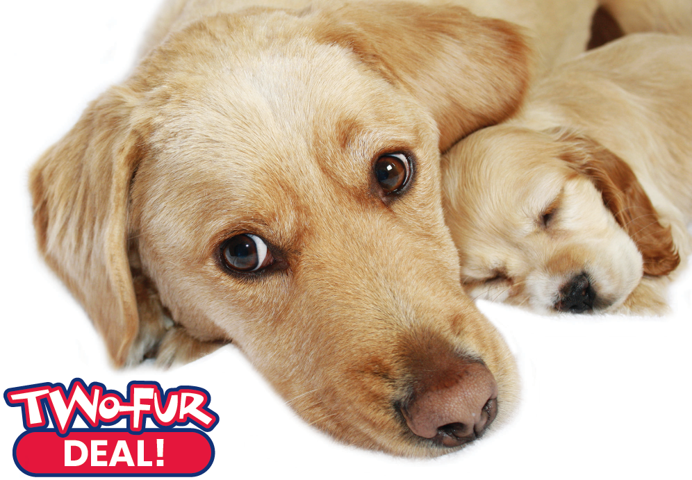 Aiello-Home-Services-Two-Fur-Deal-2019