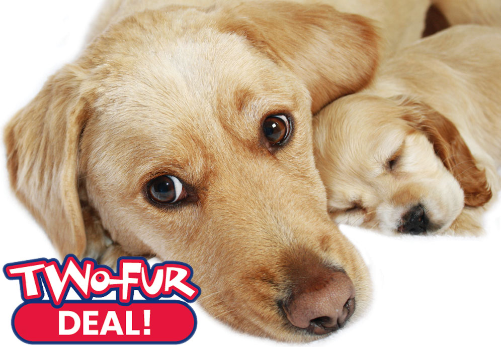 Aiello-Home-Services-Two-Fur-Deal-2019